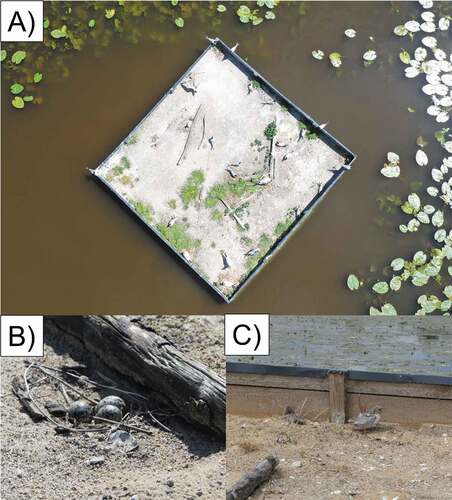 Figure 2. Nesting floating platform A with adults on nests (A), eggs (B) and chicks (1–2-week-old) (C) of the common tern in 2019 (photo by authors).