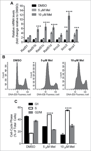 Figure 1. Effects of melphalan on MM cells in vitro. (A) Real-time quantitative RT-PCR analysis of RAD51, its paralogs and BRCA1 transcripts in H929 cells, was performed 24 h after indicated treatments. GAPDH was used as the internal control and the mRNA levels normalized to control (DMSO) samples. (B) Flow cytometric analysis of propidium iodide stained cells treated as indicated in (A) was performed. **, *** and ****P < 0.01, 0.001 and 0.0001, respectively, relative to DMSO treated group.