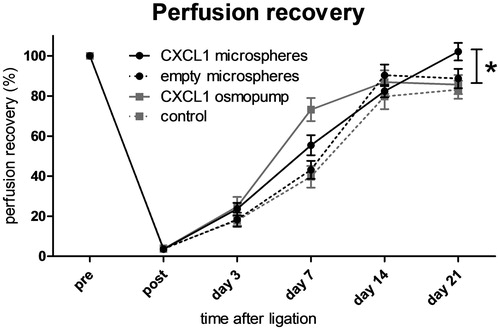 Figure 5. Perfusion recovery after femoral artery ligation in mice treated with either saline, continuous CXCL1 infusion, non-loaded microspheres, or CXCL1-loaded microspheres. Continuous CXCL1 infusion and CXCL1-loaded microsphere injection enhance perfusion recovery at day 7 compared with both saline and empty microsphere conditions. CXCL1-loaded microspheres show enhanced perfusion recovery compared with all other groups at day 21 after ligation. n = 8–9; rANOVA; *p < 0.05.