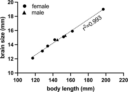 Figure 3. Correlation between captured spotty wrasse brain size and body length.