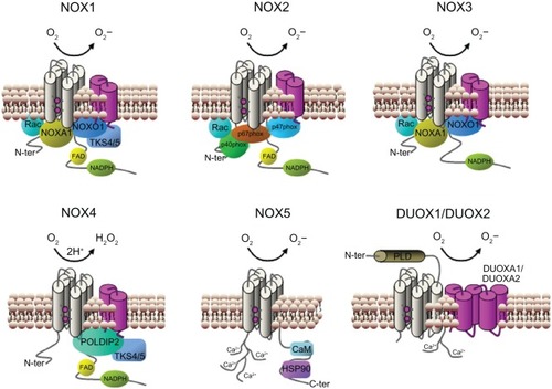 Figure 2 Subunit composition of the NADPH oxidase isoforms. The catalytic core subunits of the complex (NOX1–5 and DUOX1–2) are shown in grey and their stabilization partners (p22phox and DUOX activator 1 and 2) are shown in magenta. NOX4 is the only isoform that produces hydrogen peroxide instead of superoxide anion. The regulatory cytosolic subunits of each isoform are shown in each case: p40phox, p47phox, p67phox, NOX organizer 1 (NOXO1), NOX activator 1 (NOXA1), small GTPase (Rac), polymerase delta-interacting protein 2 (POLDIP2), a p47phox analog tyrosine kinase substrate with 4/5 SH3 domains (TKS4/5), EF hand motifs, (calcium-binding motifs composed of two helixes (E and F) joined by a loop), calmodulin (CaM) and heat shock protein 90 (HSP90). On DUXO1 and DUOX2 a putative additional amino-terminal transmembrane domain and extracellular peroxidase-like region (PLD) are shown.