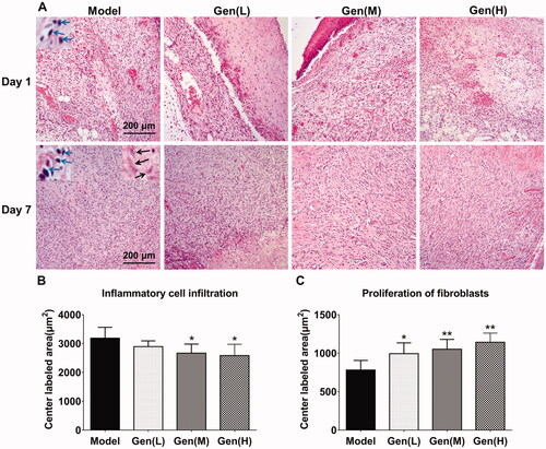 Figure 3. Geniposide promoted wound healing in HE staining via the regulation of inflammatory cell infiltration and proliferation of fibroblasts in the central lesion regions. (A) HE staining of skin wound in diabetic rats in each group. (B, C) The quantification of inflammatory cell infiltration and proliferation of fibroblasts was performed on day 7 after surgery and analysed by GraphPad Prism software (La Jolla, CA). The blue arrows indicated the infiltrated inflammatory cells, whilst the black arrows represented fibroblasts. Data are shown as means ± SEM (n = 4–5 in each group with total of 19 rats). *p< 0.05 and **p< 0.01 denote statistical significance compared with the model group, analysed by one-way ANOVA followed by the post hoc Student–Newman–Keuls test.