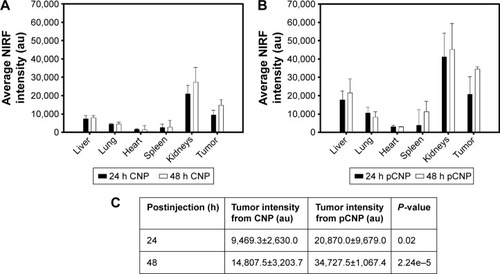 Figure 4 We injected CNP and pCNP into athymic mice (four mice per group).Notes: We evaluated the biodistribution of nanoparticles at 24 and 48 h postinjection. At 24 and 48 h, CNPs showed high accumulation in the tumor and kidneys. At 48 h, higher nanoparticle accumulation was observed in kidneys and tumor (A). While we did not assess longer time points, we demonstrated that CNPs have a circulation time over 72 h and the signals decreased at 88 h.Citation28 pCNP resulted in a higher NIRF signal than CNPs particularly in the liver, kidneys, and tumor at both 24 and 48 h. Similarly, the NIRF signal was higher at 48 than at 24 h indicating continuous accumulation and circulation (B). In comparing tumor accumulation at 24 and 48 h, pCNPs had more than twice the accumulation of CNPs. The difference was more significant at 48 h (P-value =2.24e−5) (C).Abbreviations: CNPs, chitosan nanoparticles; pCNPs, peptide-conjugated chitosan nanoparticles; NIRF, near infrared fluorescence.