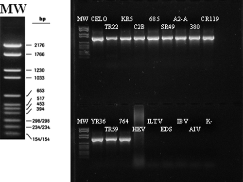 Figure 2.  Agarose gel electrophoresis of the 740 to 765 bp PCR products from single FAdV strains representing FAdV serotypes 1 to 11 and control samples using HEV, EDS'76, ILTV, IBV strain M41, AIV subtype H7 and non-template control (K–). MW, molecular weight.
