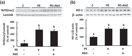 Figure 4. Effects of PEITC on the activation of the Nrf2 pathway in C2C12 cells.After pretreatment with the Akt inhibitor (1.5 µM, Akti) for 30 min, the cells were treated with 20 µM PEITC for 180 min. The levels of nuclear translocation of Nrf2 (a) and the amount of HO−1 protein expression (b) were determined using Western blotting with specific antibodies. Lamin B and β-actin were detected as a preparation control for the nuclear fraction and as a reference control for equal protein loading, respectively. Values are shown as mean ± SE (n = 4). Significant differences between values are indicated with different superscript characters (p < 0.05).