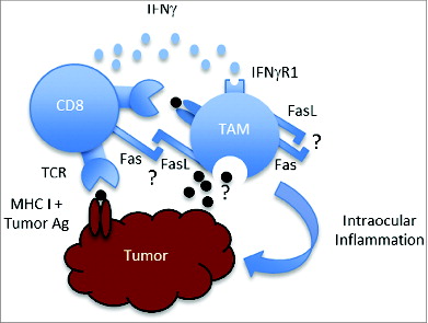 Figure 1. Model of intraocular tumor elimination in splenectomized mice. CD8+ T cells that engage tumor antigens presented by MHC Class I on tumors and potentially cross-presented by tumor-associated macrophages (TAMs) are activated to express IFNγ. IFNγ, together with Fas/FasL interactions that may occur between CD8+ T cells and TAMs or within TAMs, causes TAM activation. This is associated with severe intraocular inflammation that promotes elimination of intraocular tumors by inducing complete destruction of the eye (ocular phthsis).