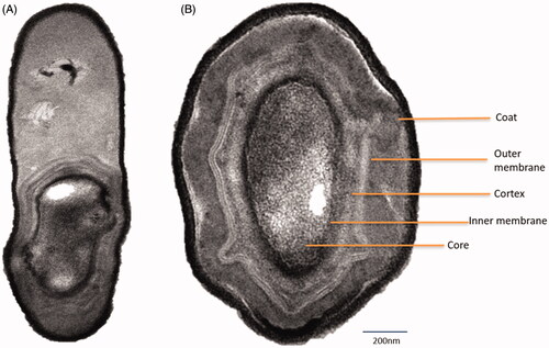 Figure 2. TEM micrographs of B. haynesii (CDL3): (A) A rod-shaped bacterium with a protective endospore, (B) cross section of a spore depicting ultrastructures.