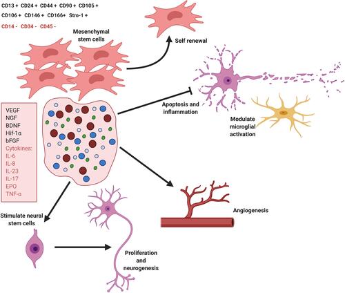 Figure 2 Schematic describing the role of mesenchymal stem cells in stroke. The cells release different growth factors, signals, and cytokines that serve to facilitate various functions. Through the release of cytokines, they can modulate inflammation and block apoptosis. The growth factors aid in promoting angiogenesis and neurogenesis. Data from Maleki M, Ghanbarvand F, Behvarz MR, Ejtemaei M, Ghadirkhomi E.Citation23 Created with BioRender.com.