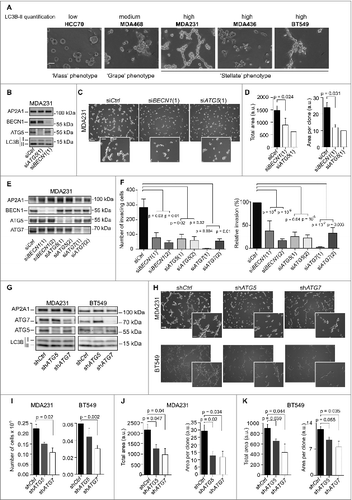 Figure 4. For figure legend, see page 2131. Figure 4 (See previous page). High basal levels of autophagy support TN tumor-cell proliferation and invasion. (A) Representative bright field images from the indicated TN cell lines following 3 d of 3D culture. Scale bars = 100μm. (B-D) Results are from MDA231 TN cells transiently transfected with control- (Ctrl), BECN1- or ATG5-targeted siRNA. 48 h post-transfection, the cells were grown in 3D culture during 3 d, and maintained in 3D conditions for 3 d. (B) Western blots showing BECN1, ATG5 and LC3B-I/-II protein levels in MDA231 TN cells. AP2A1 is used as an internal control for protein loading. (C) Representative bright field images from MDA231 TN cells +/− siRNAs, as indicated. Scale bars = 100 μm (low magnification) and 50 μm (high magnification). (D) Bar graphs represent the total area covered by the stellate structures per field (left panel) (a total area of 0.85 mm2 has been evaluated; arbitrary unit, a.u) and the area per clone (right panel), as determined using Metamorph software. Data are from MDA231 TN cells +/− siRNAs, as indicated. Data show means +/− sem (N = 3 independent experiments). (E,F) Results shown are from a Transwell invasion assay using MDA231 TN cells transiently transfected with control- (Ctrl), BECN1-, ATG5- or ATG7-targeted siRNA for 72 h prior to the assay. (E) Western blots showing BECN1, ATG5, and ATG7 protein levels in MDA231 TN cells after transfection by the respective siRNA, prior to the Transwell assay. AP2A1 is used as an internal control for protein loading. (F) Invasion assay using a BioCoatTM MatrigelTM Invasion Chamber from autophagy-proficient (siCtl) or -deficient (siBECN1, siATG5, siATG7) MDA231 TN BC cells. Left histogram: Numbers of invading cells, which passed through the Transwell over 6 h of incubation. Right panel: Percentage of cells, relative to siCtrl (100%), which passed through the Transwell over 6 h of incubation. Data are shown as means +/− sem (N = 3 independent experiments). p-values are based on the Student t test. (G-K) Results are from MDA231 or BT549 cell lines stably expressing shRNA (referred to as shCtrl, shATG5 or shATG7) and cultured in 3D conditions. (G) Western blots show ATG7, ATG5, and LC3B protein levels in stable cell lines following 3D culture. AP2A1 is used as an internal control for protein loading. (H) Representative bright field images from MDA231 and BT549 TN cell lines stably expressing shRNAs, as indicated, following 3D culture. Scale bars = 100 μm (low magnification) and 50 μm (high magnification). (I) Bar graphs show the total number of cells extracted after 3 d of 3D culture. Results are from MDA231 and BT549 cell lines stably expressing shRNA (referred to as shCtrl, shATG5 or shATG7). Data are shown as means +/− sem (N = 3 independent experiments). (J,K) Bar graphs represent the total area of the stellate structures per field (left panel) or the area per clone (right panel). Data are shown as means +/− sem (N = 3 independent experiments) from stably silenced cell lines derived from MDA231 (H) or BT549 (I) cells. p-values are based on the Student t test.