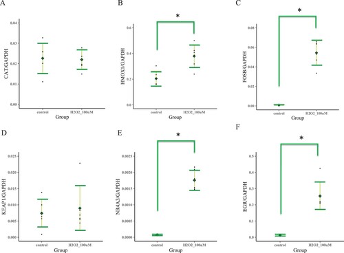 Figure 1. Effect of H2O2 addition on expression of various genes. A. Human 1.1B4 cells were treated with H2O2 as described in Table 1 and Supplemental Material. For RT-qPCR analysis of CAT under Condition A described in the Supplemental Material, 12 RNA samples from the two groups obtained for microarray were used, and the value obtained was the expression ratio to GAPDH expression. (* indicates a significant difference of p < 0.05 by t-test). B-F. Levels of HMOX1, FOSB, KEAP1, NR4A3, and EGR1, respectively, were measured.