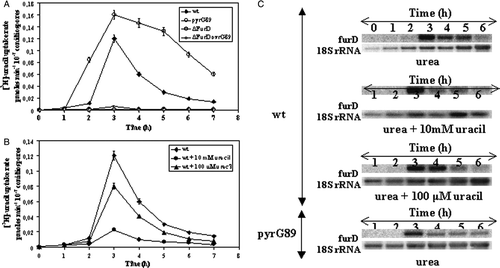 Figure 2.  Expression of purine transporters during conidiospore germination. FurD activity was measured by estimating initial uptake rates of [3H]-uracil in a wt and a pyrG89 strain. (A) [3H]-uracil uptake rates in resting (0 h) and germinating (1–7 h) conidiospores in MM supplemented with urea as sole N source. (B) [3H]-uracil uptake rates in resting (0 h) and germinating (1–7 h) conidiospores in MM supplemented with urea as sole N source and in the presence of uracil. Uptake measurements represent the averages of at least three independent experiments with standard deviations of <20%. For technical details, see Materials and methods. (C) Northern blot analyses of furD mRNA steady-state levels from resting and germinating (0–6 h) conidiospores of a wt and a pyrG89 strain grown in MM supplemented with urea as sole N source and in the presence of uracil. Loading of RNA was estimated by hybridization with an rRNA-specific probe.