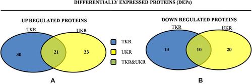 Figure 2 Venn diagrams of distribution of differentially expressed proteinsidentified in TKR and UKR. (A) Upregulated DEPs and their distribution among TKR and UKR: 30 proteins were upregulated in TKR and 23 in UKR patients, while 21 were common to both TKR and UKR patients. (B) Similarly, 13 proteins in TKR and 20 proteins in UKR patients were downregulated and ten common to both TKR and UKR patients compared to healthy controls.