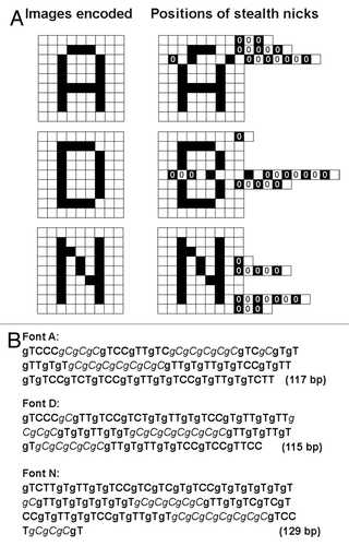 Figure 9. Steganographic insertion of stealth nicks (gC)s into the font image-coding DNA sequences used as cover media (A, D and N), at the positions corresponding to numeric codes. (A) Insertion of stealth nicks into the font images coded by DNA. Coded image even after insertion of stealth nicks (left). Images visualizing the position of stealth nick insertions (right). (B) Steganographically modified DNA sequences coding for the font images (A, D and N) with RLE. Italicized letters indicate the insertion of stealth nicks into the original DNA sequences.