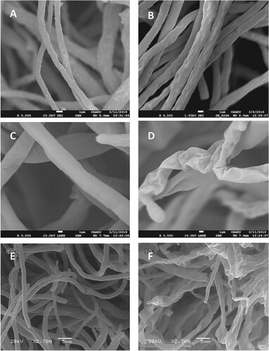 Figure 2. Scanning electron micrographs showing morphological changes in the hyphae of Neocosmospora keratoplastica, Rhizoctonia solani and Stemphylium vesicarium due to antagonistic effect of Bacillus subtilis BEB1. A) N. keratoplastica alone, B) N. keratoplastica + B. subtilis BEB1, C) R. solani alone, D) R. solani + B. subtilis BEB1, E) S. vesicarium alone, F) S. vesicarium + B. subtilis BEB1.