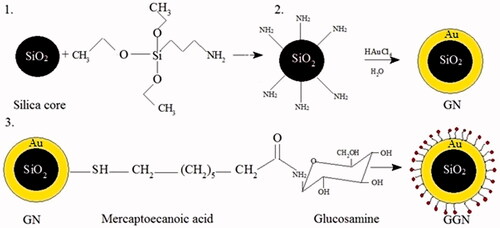 Figure 2. Schematic illustration of synthesis procedure of GNs and GGNs.