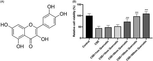 Figure 1. Chemical structure of Quercetin and its effect on the cellular viability. (A) Chemical structure of Quercetin. (B) The effect of Quercetin on the cell viability in different groups. ***p < .001 comparing with the CSE-treated group.