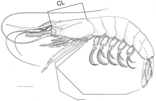 Figure 1. Xiphopenaeus kroyeri. Lateral view of an adult specimen: CL.