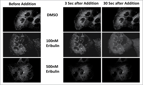 Figure 2. EB1-GFP is disrupted in living U2OS cells treated with eribulin. Living U2OS cells expressing EB1-GFP were treated with 100 and 500 nM eribulin. Images shown were taken before the addition of eribulin and 3 sec and 30 sec following drug treatment.
