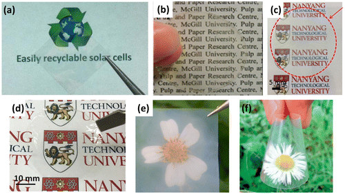 Figure 2. Various transparent papers made of different cellulose materials. (a) Transparent nanocomposite paper prepared by using NCCs and glycerol [Citation31]. Reproduced with the permission of [Citation31]. Copyright 2013 Nature Publishing. (b) Transparent nanopaper prepared by using NCCs [Citation32]. Reproduced with the permission of [Citation32]. Copyright 2012 American Chemical Society. (c) Transparent nanopaper obtained from NFCs by vacuum filtration [Citation41]. Reproduced with the permission of [Citation41]. Copyright 2015 Wiley-VCH. (d) Transparent nanopaper made of TEMPO-oxidized NFCs by vacuum filtration [Citation42]. Reproduced with the permission of [Citation42]. Copyright 2016 Wiley-VCH. (e) Transparent nanopaper made of BC sheet [Citation22]. Reproduced with the permission of [Citation22]. Copyright 2016 Springer Publishing. (f) Transparent nanocomposite paper prepared by using BC sheet with acrylic resin [Citation23]. Reproduced with the permission of [Citation23]. Copyright 2005 Wiley-VCH.