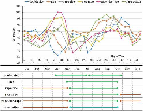 Figure 8. VH intensity time-series curves for crops (the upper section) and their corresponding crop calendars (the lower section) for Hunan.
