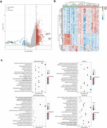 Figure 6. Functional enrichment analysis of tRF-Leu-AAG target genes.