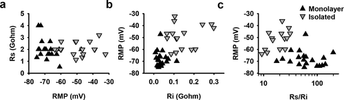 Figure 5. Seal and input resistance can modify RMP recordings from monolayer and isolated cells: (a) The seal resistance Rs of patched hSC-CMs in monolayer (black triangles) and isolated hSC-CMs (gray inverted triangles) is plotted against the RMP. Represented values are the mean of 5 APs recorded from the same cell. (b) RMP was plotted over their respective Ri which visualizes that for isolated cells the RMP is more depolarized when Ri is increased. (c) Plotting the ratio of Ri/Rs over RMP for monolayer and isolated cells clearly states that, mostly, when Rs/Ri ratio is >30 the RMP is more depolarized. Note that the Rs/Ri ratio is plotted as a log scale