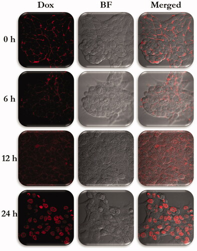 Figure 13. Confocal microscopy images of Hep2 cells incubated with Dox-Fa-Mf@A NPs for 0, 6, 12, and 24 h (BF: bright field, scale bar: 25 µm). Dox: doxorubicin; Mf@A: MnFe2O4@Au nanoparticles.