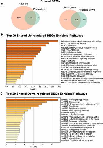 Figure 3. Enrichment analyses of overlapped DEGs in pediatric and adult UC. (a) Overlapped DEGs in pediatric and adult UC were shown in Venn diagram. (b) Top 20 KEGG pathways were enriched using overlapped up-regulated DEGs. (c) Top 20 KEGG pathways were enriched using overlappped down-regulated DEGs. The enriched analyses were ranked by p-value. DEGs, Differentially expressed genes; UC, Ulcerative colitis; KEGG, Kyoto Encyclopedia of Genes and Genomes
