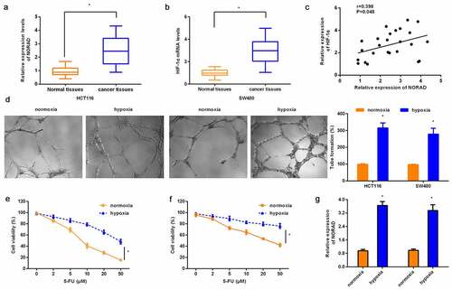 Figure 1. Expression of NORAD and HIF-1α in CRC tissues and hypoxia-treated CRC cells. (a, b) The expression of NORAD (a) and HIF-1α (b) were analyzed by qRT-PCR. (c) Correlation between NORAD and HIF-1α in CRC tissues. (d) CRC cells (HCT116 and SW480) were exposed to hypoxia or normoxia. Then, tube formation was assessed by Three-dimensional culture. (e, f) CCK-8 assay was performed to detect cell viability in response to 5-FU treatment under hypoxic conditions. (g) The expression of NORAD in hypoxia-stimulated CRC cells was detected by qRT-PCR. *P < 0.05.
