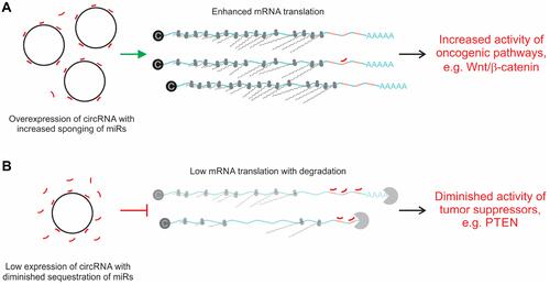 Figure 3 Influence of sponging circRNA on mRNA translation. (A) Overexpression of circRNAs leads to increased sequestration of miRs (red lines). Resultant diminished free miR de-represses mRNA translation. This may lead to overexpression of genes that participate in pathways involving oncogenesis. An example is overexpression of the Wnt/β-catenin pathway that results from circ-DENND4C overexpression and sponging of miR-195-5p.Citation67 (B) Lowered concentrations of circRNA diminish miR sponging. Increased concentrations of free miRs are available to bind to mRNA cognates, which in turn leads to inhibition of translation that is mediated by the RNA-Induced Silencing Complex (RISC). Hepatocarcinogenesis may be promoted if expression of a tumor suppressor gene is inhibited by this mechanism. An example is the effect of circMTO1 on miR-181b-5p, which leads to diminished expression of Phosphatase and Tensin homolog (PTEN) and promotes fibrosis in premalignant hepatic tissue.Citation116