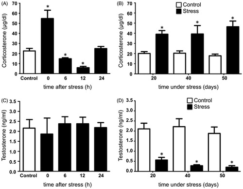 Figure 6. Serum corticosterone and testosterone levels in rats under acute and chronic stress. (A) Corticosterone increased significantly immediately after the exposure to the stressor and decreased at 6 and 12 hours post-stress, returning at 24 hours to similar concentrations to the control group. One-way ANOVA. (B) Corticosterone increased significantly in males stressed chronically for 20, 40, and 50 consecutive days. (C) Testosterone in males exposed to acute stress was not modified at 0, 6, 12, and 24 hours post-stress. One-way ANOVA. (D) Males stressed chronically for 20, 40, and 50 consecutive days showed a significant decrease in testosterone. The values of the graph show the mean ± SD (n = 5). Two-way ANOVA. Tukey-Kramer post-test. *p < 0.05 compared with the control group.