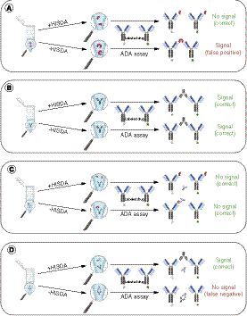 Figure 1. Comparison of the influence of high ionic strength dissociation assay on signal generation by anti-drug antibody and soluble target in anti-drug antibody assays. (A) HISDA-induced dissociation of dimeric target into monomers that cannot bridge with ADA assay reagents. The undissociated target dimers in the untreated sample (-HISDA) can lead to false-positive signals by bridging with ADA assay reagents. (B) The application of HISDA has no impact on ADA detectability compared with untreated. (C) The HISDA-induced dissociation of drug–target complexes has no impact on the assay result, since the released dimeric target is subject to dissociation according to (A) into monomers that are unable to bridge with ADA assay reagents. (D) The HISDA-induced dissociation of drug–ADA complexes enables drug-tolerant ADA detection. The undissociated drug–ADA complex is not detectable and therefore leads to a lower drug tolerance in untreated samples.ADA: Anti-drug antibody; HISDA: High ionic strength dissociation assay.