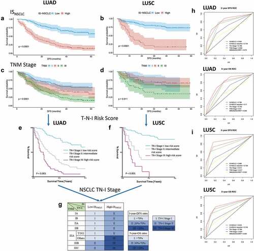 Figure 4. From TNM to TN-I. DFS curves of LUAD/LUSC patients according to ISNSCLC (a, b) and TNM stage (c, d). Patients were grouped into three groups (e, f) according to the combination of TNM stage (t, n) and ISNSCLC (i) (T-N-I risk score) by survival (3-y DFS, <20%, 20%-70%, and >70%; 5-y OS, <30%, 30%-70%, and >70%), resulting into a TN-immunological score (TN-I) staging table (g), adding significant prognostic impact to each TNM stage. ROC curves show the comparisons of the area under the curve of TN-I stage, ISNSCLC, and the ISNSCLC classifier (high vs. low) with TNM stage and the IS proposed by SITC in LUAD cohort (h) and LUSC cohort (I). SITC, the Society for Immunotherapy of Cancer.