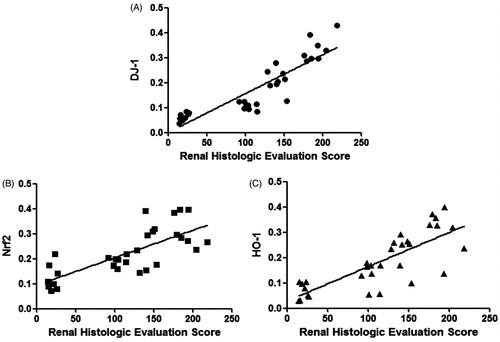 Figure 9. Correlation analysis between DJ-1 (A), Nrf2 (B) and HO-1 (C) expression with renal histologic evaluation score.