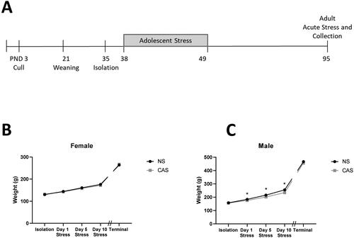 Figure 1. Male and female rats were exposed to a mixed-modality CAS paradigm according to the timeline (A). Female (B) and male (C) rats were weighed on isolation day (PND 35), the first (PND 38), fifth (PND 42), and tenth (PND 47) day of the stress paradigm. Both males and females gained weight through adolescence, but males exposed to CAS gained less weight than non-stress (NS) male controls (ANOVA, p < 0.05). CAS does not alter terminal weight in female or male adult rats exposed to CAS using a t-test (p > 0.05). Weight was measured for all animals in the morning on the day of collection. Data are presented as mean ± SEM. * indicates significance in Sidak’s multiple comparisons test comparing CAS to NS groups. α = 0.05. Data are presented as mean ± SEM.