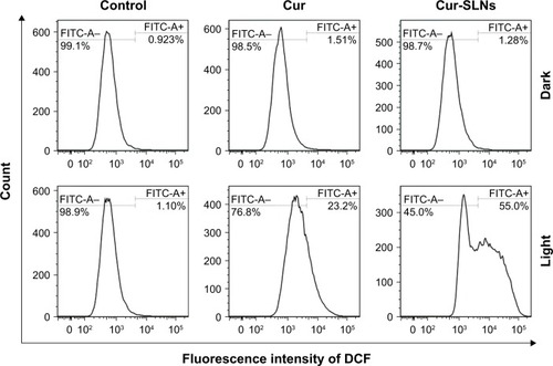 Figure 7 DCFH-DA/DCFH assay performed for the detection of ROS generation by Cur and Cur-SLNs in A549 cells.Abbreviations: Cur, curcumin; Cur-SLNs, curcumin-loaded solid lipid nanoparticles; DCFH, dichlorodihydrofluorescein diacetate; DCFH-DA, 2′,7′-dichlorofluorescin diacetate; FITC, fluorescein isothiocyanate; ROS, reactive oxygen species.