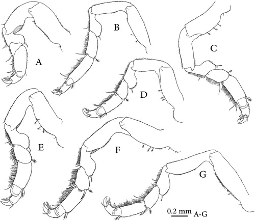 Figure 3. Dynoides canadensis sp. nov., holotype (CMNC 1985-0667.1); A–G, pereopods 1–7.