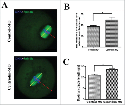 Figure 5. Centriolin depletion by Morpholino (MO) injection affects spindle size and peripheral spindle migration in oocytes. A: In control oocytes, most spindles moved to the cortex at late MI, whereas in centriolin MO-injected oocytes, spindles were centrally located. Bar = 20 μm B: The distance between the spindle and plasma membrane in the control MO-injected group was significantly shorter than that in the centriolin MO-injected group (p < 0.05). C: The length of the MI spindles in the centriolin MO-injected group was significantly longer than that of spindles in the control MO-injected group.