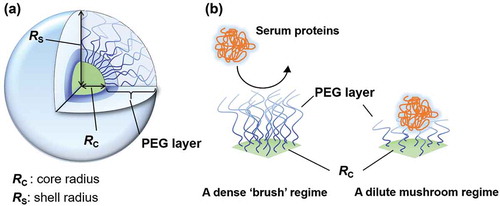 Figure 1. (a) A detail structure of polymeric micelle. (b) A dense PEG brush structure on polymeric micelle surface suppresses adsorption of serum proteins.