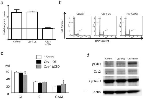 Figure 4. CSD contribute to cell proliferation and cell cycle arrest. (A) Proliferation assessed by [3H]-thymidine incorporation, was reduced in Cav1 ∆CSD cells compared with control and Cav-1 OE cells. *P< 0.05 vs. LacZ. (one-way ANOVA). (B) Representative image of FACS. The DNA content of propidium iodide-stained nuclei were analyzed by FACSCalibur flow cytometry, as described in Materials and Methods. (C) The percentage of cells in phase G1, S and G2/M. *P< 0.05 vs. Control cells. (one-way ANOVA). (D) Representative western blot analyses of Cdc2 and phospho-Cdc2 in Control, Cav-1 OE and Cav-1 ∆CSD cells.