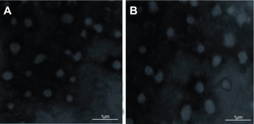 Figure 4 Transmission electron microscopy images of (A) baicalin liquid nanosuspensions freshly prepared and (B) baicalin solid nanocrystals after lyophilization treatment.