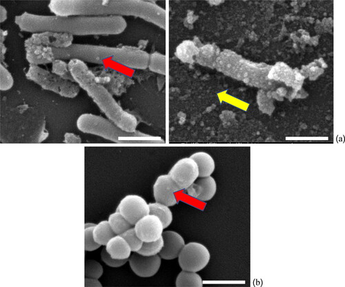 Figure 6. SEM images show the AgNPs effects after treating (a) B. subtilis, and (b) S. aureus cells and the red arrows point to locations of AgNPs adhesion with bacterial cells, whereas free AgNPs are indicated by yellow arrow. The calculated size of AgNPs was approximately 60 nm with spherical shape (scale bar is 1 µm).