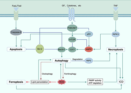 Figure 2 Crosstalk between autophagy and other types of cell death ways (diagram by Figdraw ID: UAIYY17111). There is an intricate interplay of signaling pathways between autophagy and apoptosis, necroptosis, ferroptosis, and ICD, potentially influencing cancer therapy outcomes. Common regulatory molecules are shared between autophagy and other cell death pathways, indicating a complex regulatory relationship between autophagy and multiple cell death pathways.