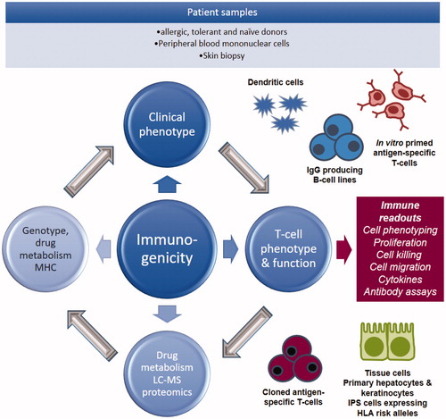 Figure 2. Drug hypersensitivity research strategy. Drug hypersensitivity research strategy using PBMC from hypersensitive patient and healthy volunteers. Patient PBMC are used directly in diagnostic tests and for mechanistic studies to assess antigen specificity and mechanisms of HLA allele-restricted T-cell activation. PBMC from volunteers are used to investigate the priming of naïve T-cells to drugs and drug metabolites. It is important that samples are collected from all immunological investigations to explore the cellular distribution of drugs and the irreversible binding of drugs to protein.