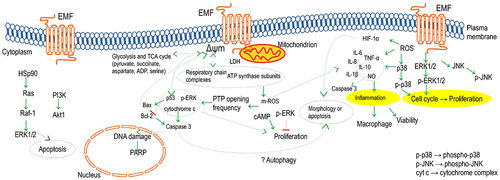 Figure 6. A likely cascade activation of cell compositions associated with mitochondria stimulated by the electromagnetic field.