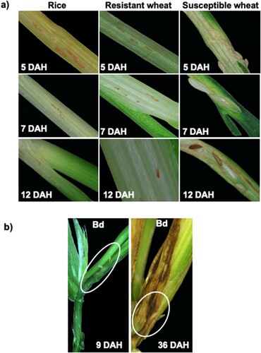 Figure 1 Comparative phenotypic response of Kitaake rice seedlings to Hessian fly larval feeding. (a) Representative plants of Kitaake rice plants showing resistance response having first-instar larvae at the base of the crown tissue (the larval feeding site); resistant host wheat Iris showing dead first-instar larvae; and susceptible host wheat Newton showing larvae at the second-instar (white) and third-instar developmental stage at 5, 7, and 12 DAH time points. (b) Nonhost Bd (Brachypodium distachyon), where most larvae are dead first-instars, however, there are some larvae that have developed into second-instars at 9 and 36 DAH, but the larvae are much smaller in size as compared to virulent larvae feeding on susceptible host wheat, at 7 DAH.