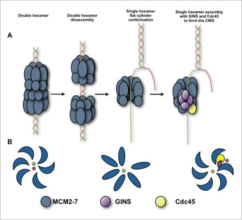 Figure 7. Schematic view of the hMCM2-7 conformations. (A) Eukaryotic MCM2-7 are loaded to dsDNA as double hexamer. Upon double hexamer disassembly and opening of dsDNA, MCM2-7 engages ssDNA. Subsequently GINS and Cdc45 would bind to MCM2-7 forming the active helicase complex, CMG. (B) Eukaryotic MCM2-7 in presence of nucleotide preferentially assumes a left-handed ring conformation. Upon ssDNA binding the MCM2-7 ring adopts more planar configuration. In the presence of GINS, Cdc45 and ssDNA, the AAA+ domain shifts again, but now in a right-handed spiral configuration. Hence, MCM2-7 experiences a chiral-flip in their conformation as it maturates into a functional helicase.