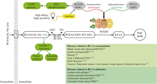 Figure 1. BCAA metabolism-related pathways reveal the potential to target BCKDK for the development of inhibitors to treat diseases caused by BCAA accumulation. This figure shows the detailed process of BCAA metabolism. BCAAs enter the cell through large amino acid transporters (LATs) on the cell membrane, and their catabolism consists of two main steps. The first step is reversible transamination catalysed by branched-chain aminotransferases (BCATs), which include cytoplasmic BCATc and mitochondrial BCATm. BCAT transfers the α-amino group of BCAAs to the amino receptor, usually α-ketoglutarate (α-KG), resulting in the production of glutamate (Glu) and the corresponding branched-chain-α-keto acids (BCKAs), such as α-keto-β-methylvalerate (KMV), α-ketoisovalerate (KIV), and α-ketoisocaproate (KIC). The second step is the irreversible oxidative decarboxylation of BCKA, catalysed by branched-α-keto acid dehydrogenase (BCKDH) in mitochondria. This process generates the corresponding branched-chain acyl coenzyme A derivative (R-CoA), which enters the TCA cycle to provide energy to the organism. BCKDH comprises three subunits: E1, E2, and E3. When BCKDK (BDK) acts on the LBD structural domain of the E2 subunit of BCKDH, it phosphorylates the E1 α subunit, leading to the inactivation of BCKDH. Conversely, PP2Cm (BDP) plays a regulatory role in dephosphorylation and activation. Imbalances in the BCAA metabolic pathway are associated with the development of various diseases. Furthermore, the cross-talk between BCKDK of BCAA catabolism and the MAPK pathway promotes tumorigenesis in colorectal cancer. Additionally, leucine accumulation activates the mTORC1 signalling pathway, promoting protein and nucleic acid synthesis and contributing to tumour development. Therefore, screening for high-affinity and high-specificity BCKDK inhibitors could provide a research basis for the design and development of drugs to treat various diseases triggered by BCAA accumulation and upregulation of BCKDK.