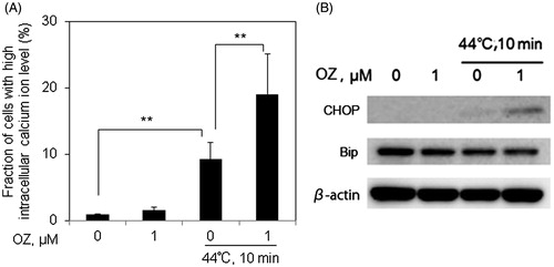 Figure 6. OZ pre-treatment enhances HT-induced intracellular Ca2+ levels via ER stress-related pathway in Molt-4 cells. Cells were pre-treated with OZ (1 μM), and then treated with HT (44 °C, 10 min). (A) Cells were loaded with 5 μM calcium probe Fluo-3/AM for 30 min, and intracellular Ca2+ level was measured by flow cytometry 12 after HT exposure. The results are presented as mean ± SD (n = 3). **p < 0.01. (B) Changes in the expressions of CHOP and Bip were detected by western blot analysis 12 h after HT exposure.