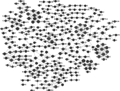 Figure 4. Protein-protein interaction network. Light gray nodes represent up-regulated genes, and dark gray nodes represent down-regulated genes; node size represents the degree of each node.